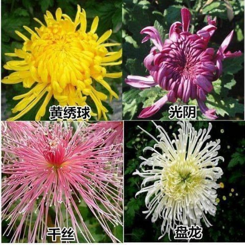 菊花苗4颗4色+原土送盆+肥料+生根粉菊花苗四季开花种植