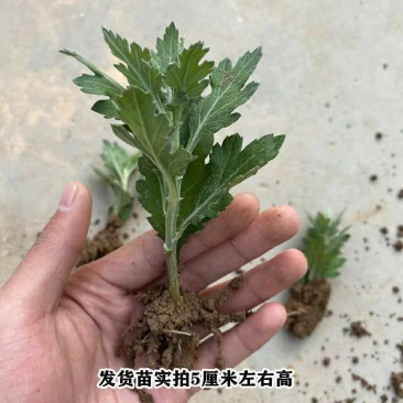 菊花苗4颗4色+原土送盆+肥料+生根粉菊花苗四季开花种植