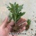 菊花苗4颗4色+原土送盆+肥料+生根粉菊花苗四季开花种植