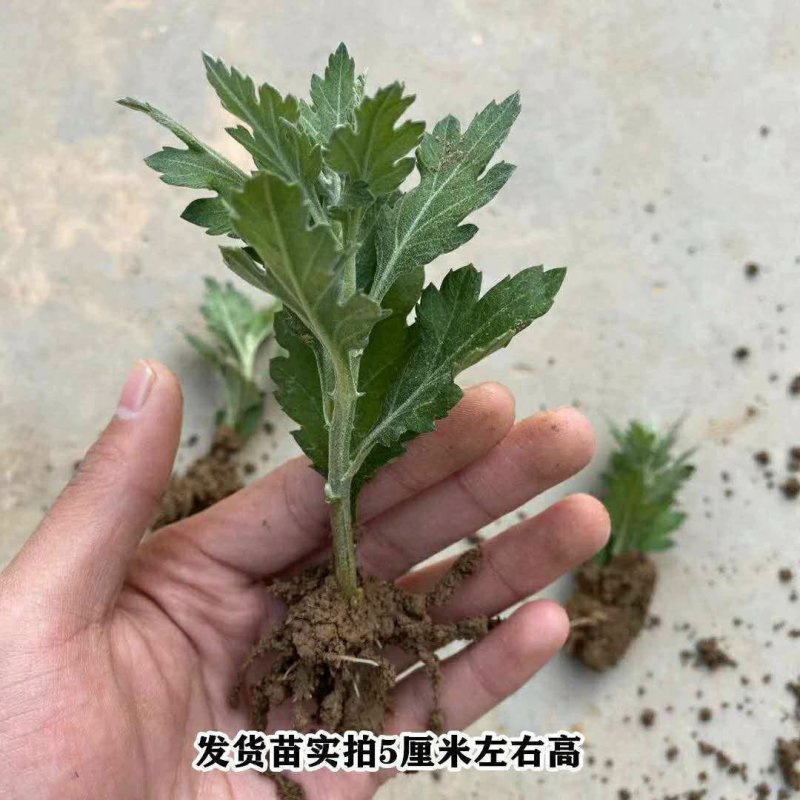 菊花苗4颗4色+原土送盆+肥料+生根粉菊花苗四季开花种植