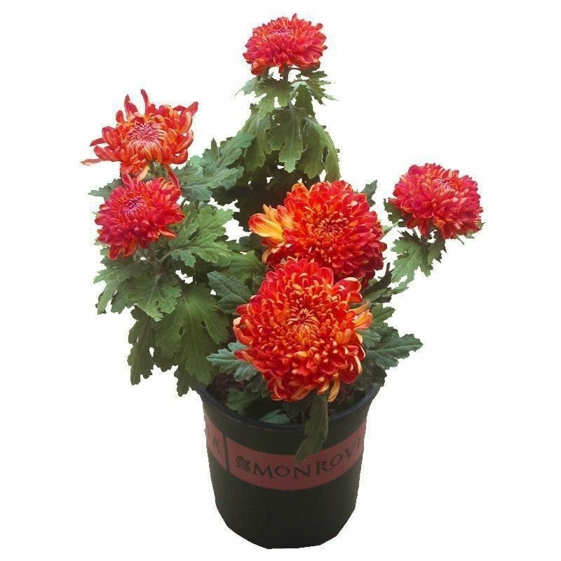 菊花苗4颗4色+原土送盆+肥料+生根粉菊花苗四季开花种植