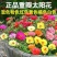 五万粒】太阳花种子重瓣花种子四季易活阳台室内庭院花卉盆栽