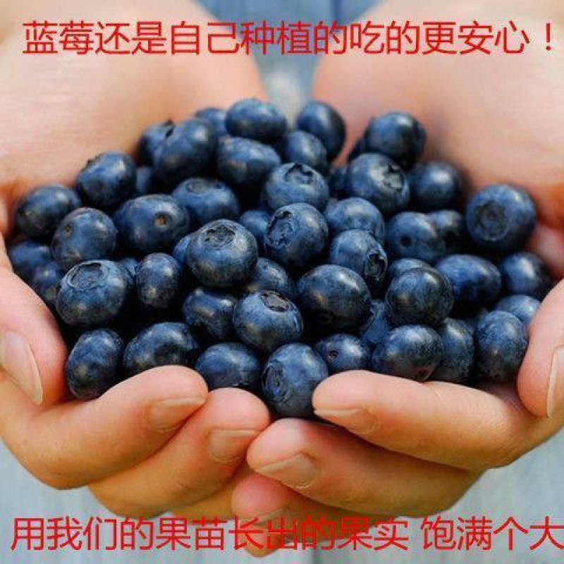 包成活包结果正品蓝莓树苗盆栽耐旱耐寒果树南方