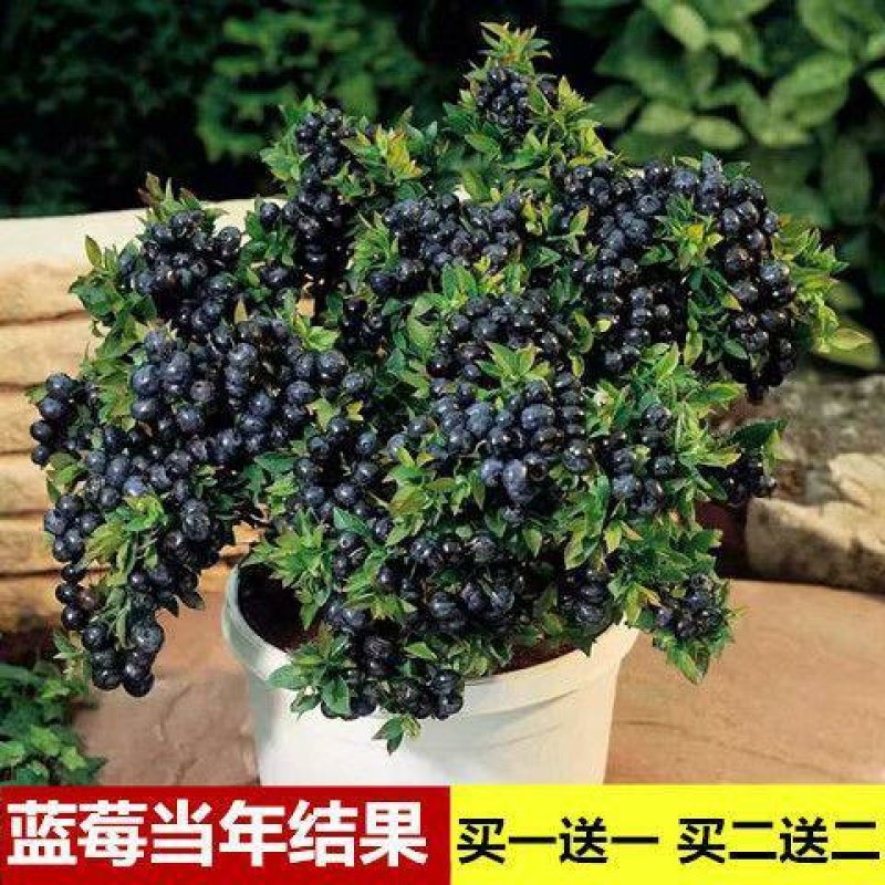 包成活包结果正品蓝莓树苗盆栽耐旱耐寒果树南方