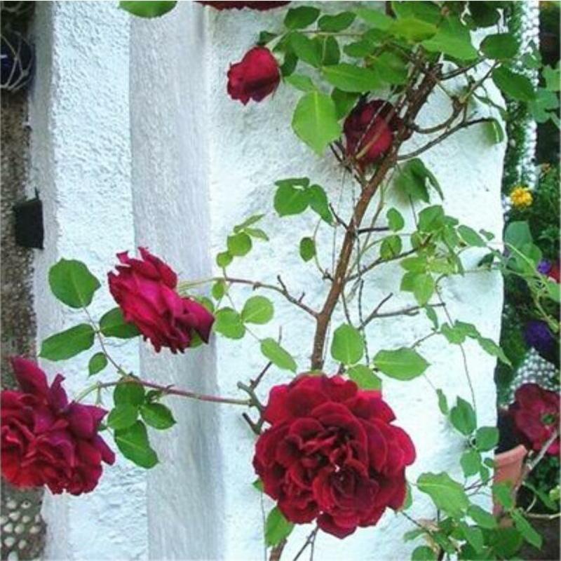 蔷薇花玫瑰种子盆栽花卉爬藤月季鲜花植物花籽四季播易种