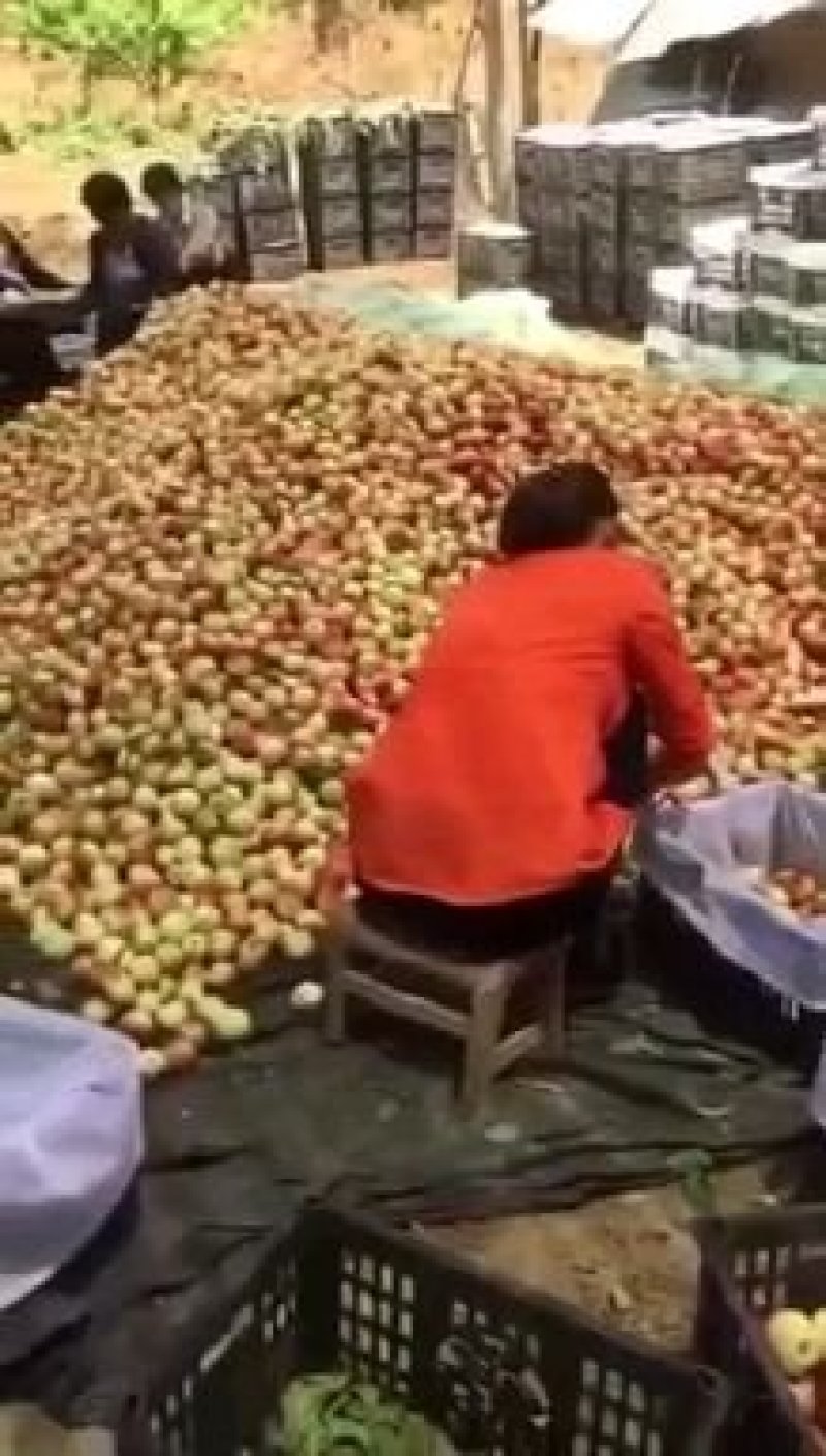 油桃518，曙光，中油等马上上市