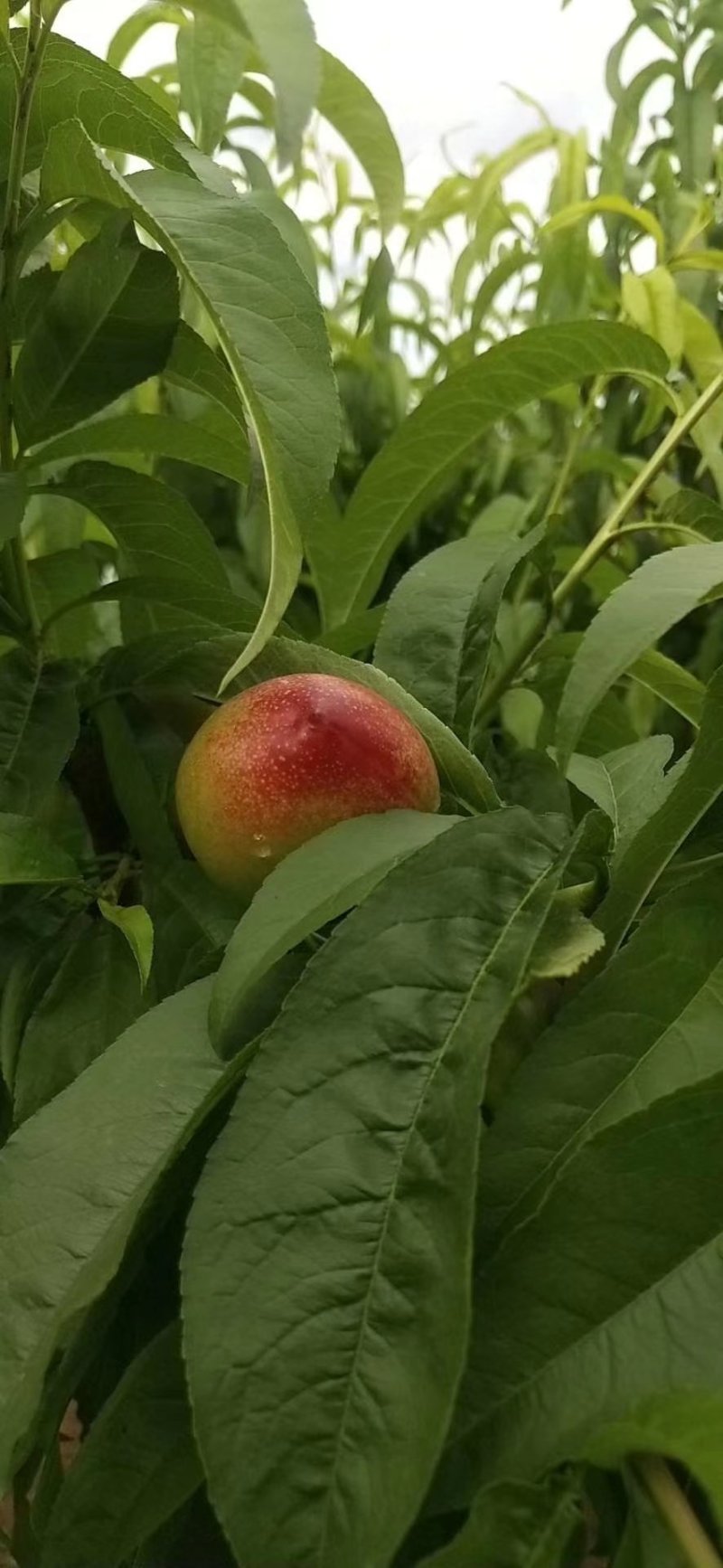 油桃518，曙光，中油等马上上市