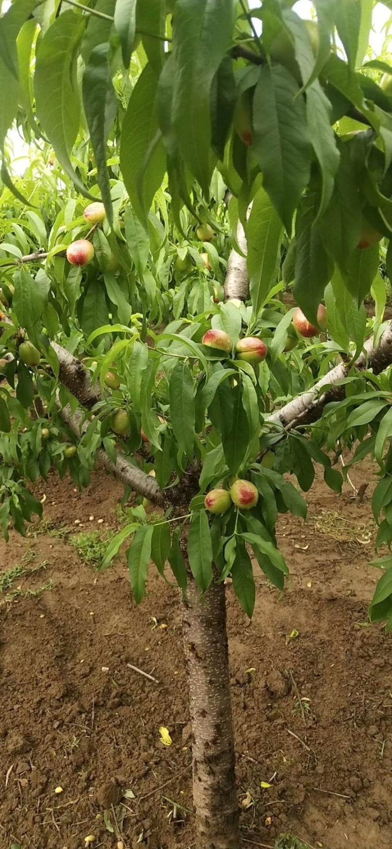 油桃518，曙光，中油等马上上市