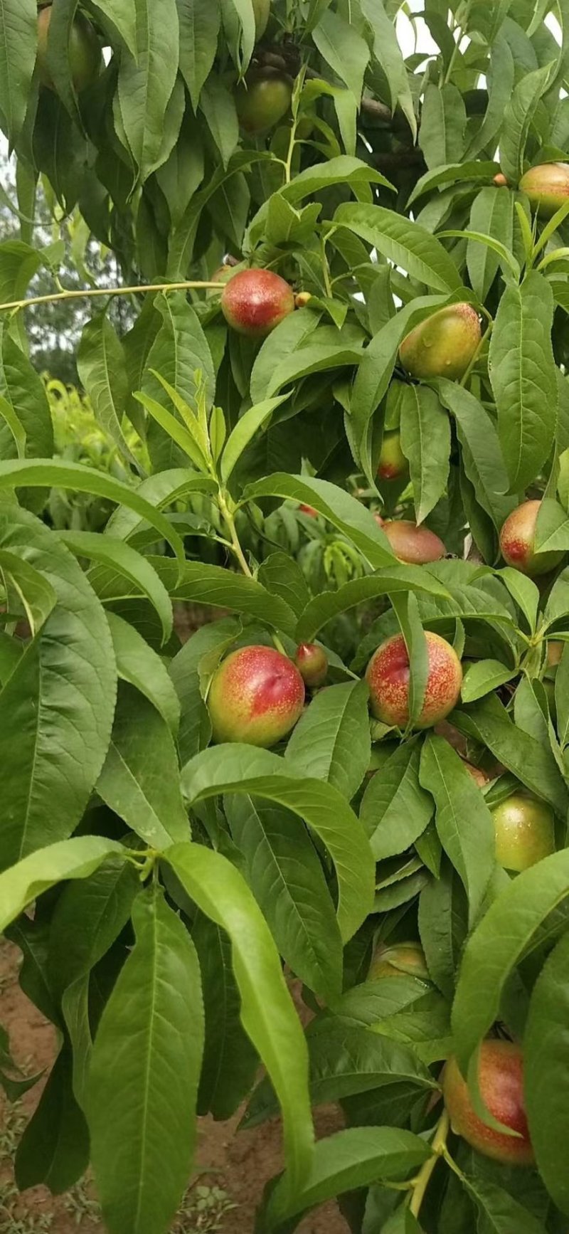 油桃518，曙光，中油等马上上市