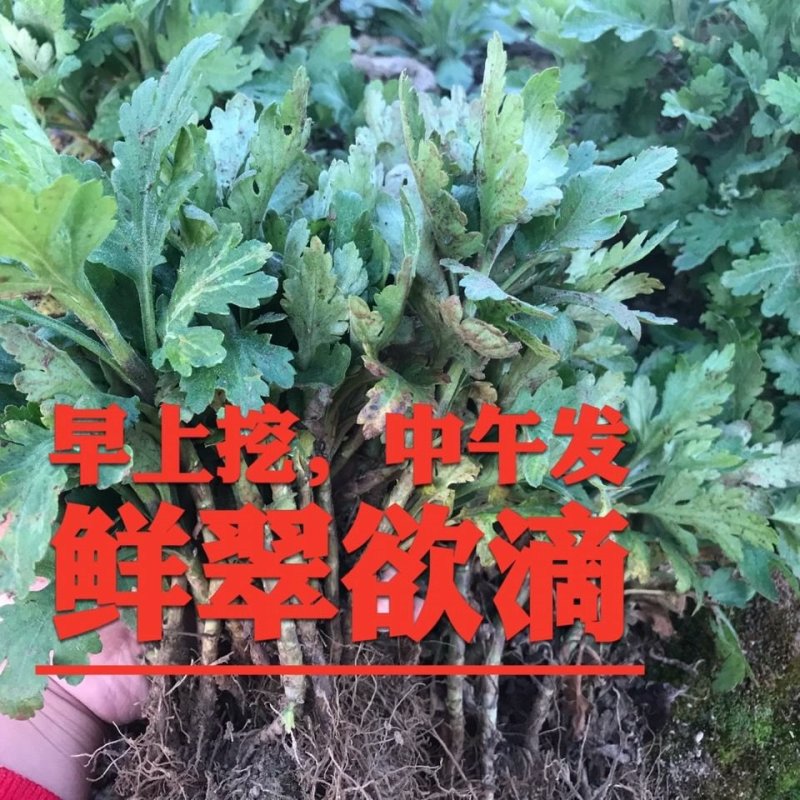 食用菊花苗黄山贡菊苗金丝皇菊黄菊苗泡茶菊花白菊苗盆栽地栽