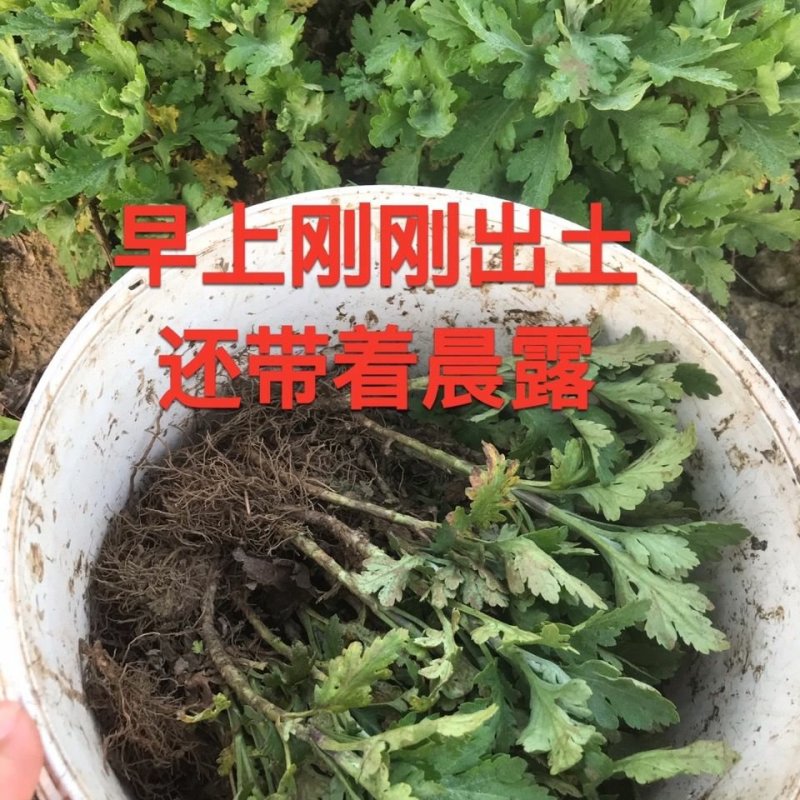 食用菊花苗黄山贡菊苗金丝皇菊黄菊苗泡茶菊花白菊苗盆栽地栽
