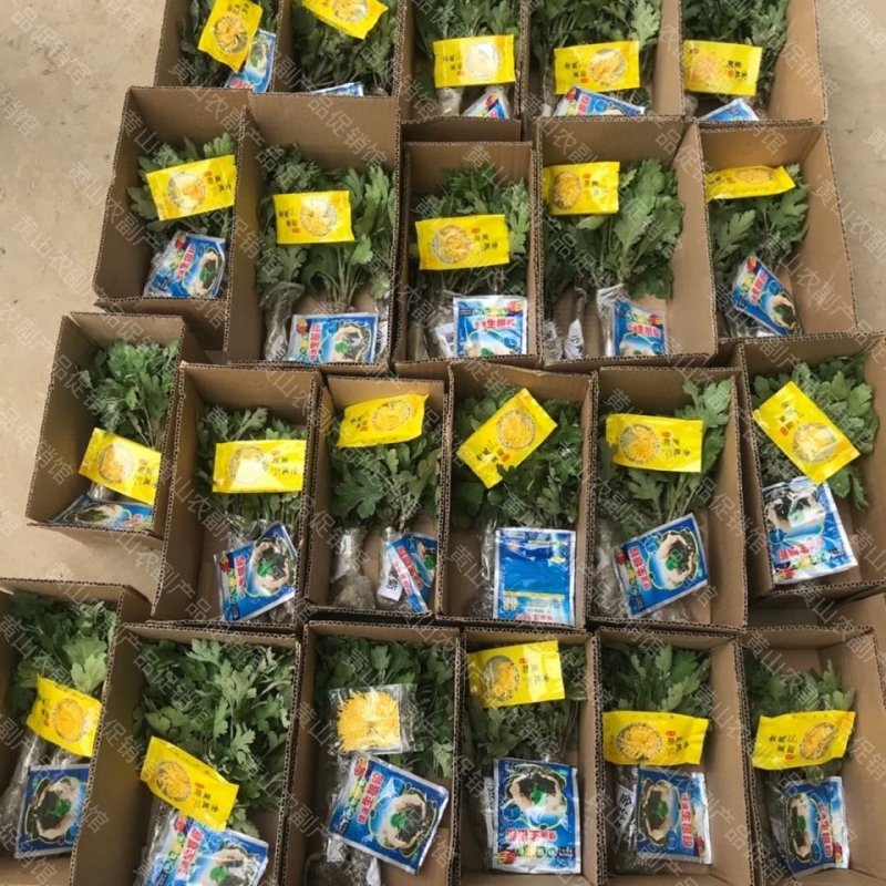 食用菊花苗黄山贡菊苗金丝皇菊黄菊苗泡茶菊花白菊苗盆栽地栽