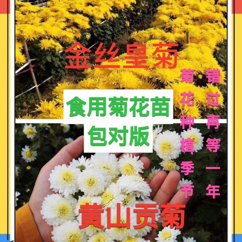 食用菊花苗黄山贡菊苗金丝皇菊黄菊苗泡茶菊花白菊苗盆栽地栽