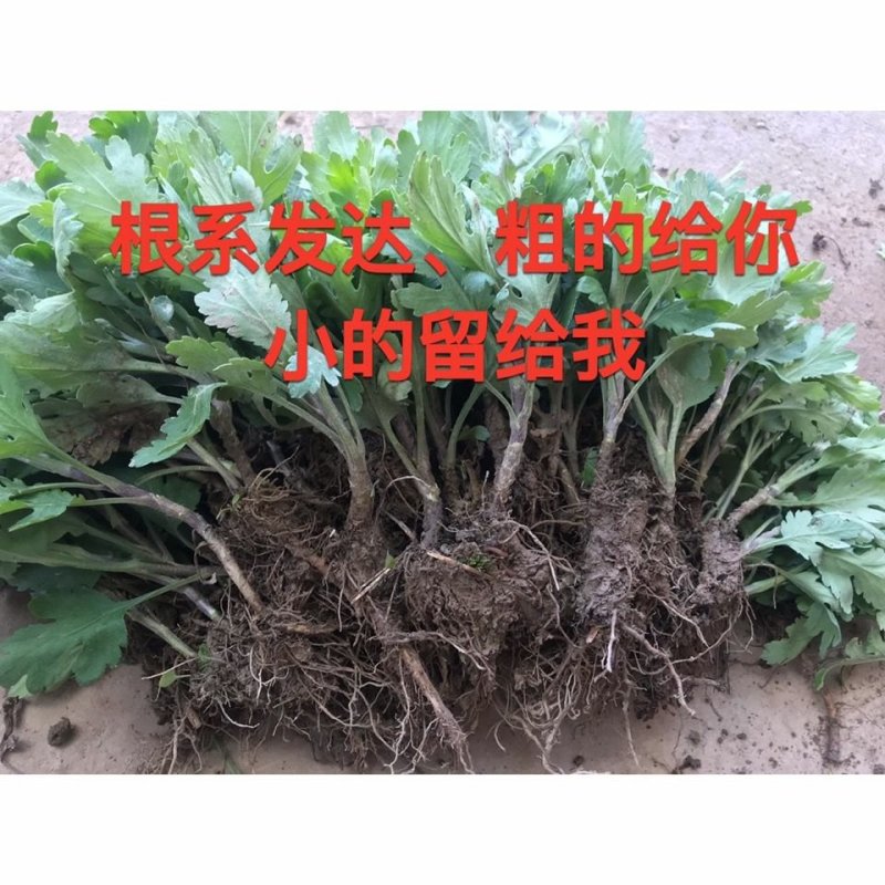 食用菊花苗黄山贡菊苗金丝皇菊黄菊苗泡茶菊花白菊苗盆栽地栽