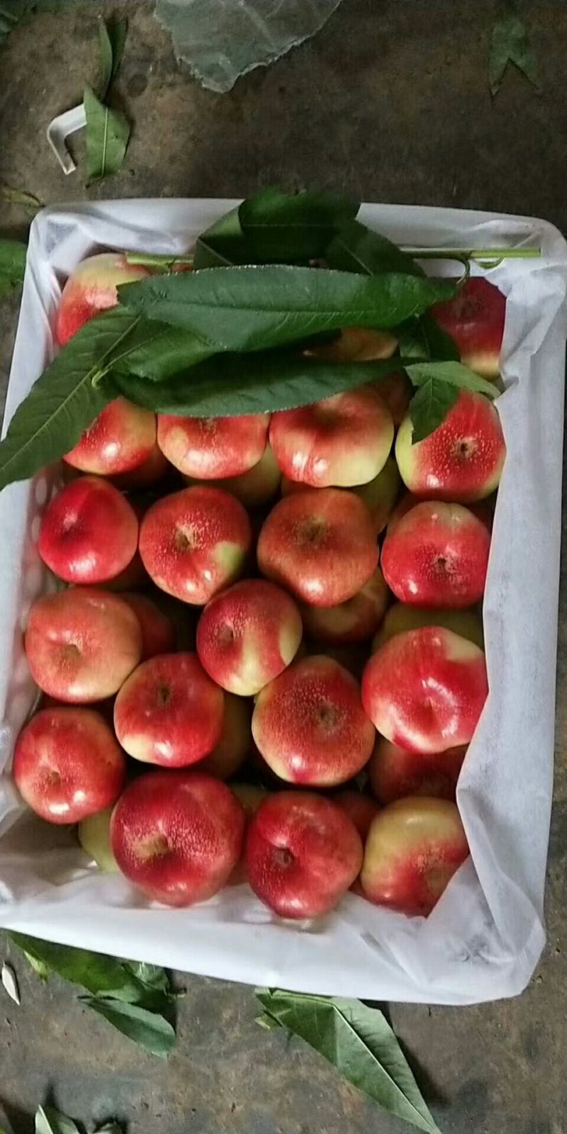 油蟠桃毛蟠桃