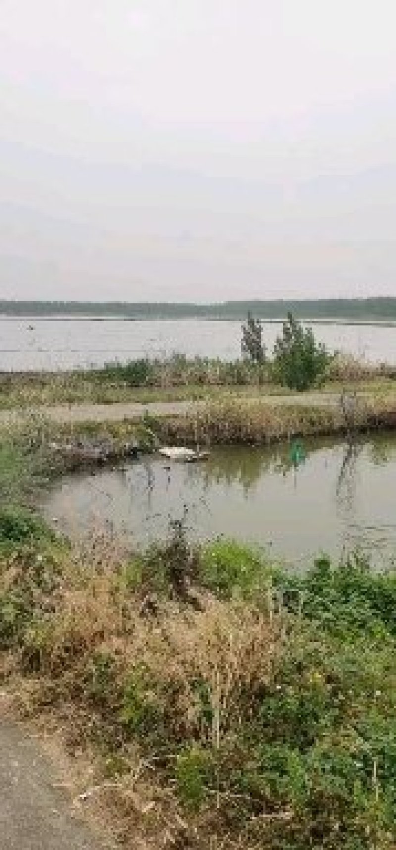 山东微山湖万亩龙虾养殖基地，大量出售虾苗，欢迎实地考察。