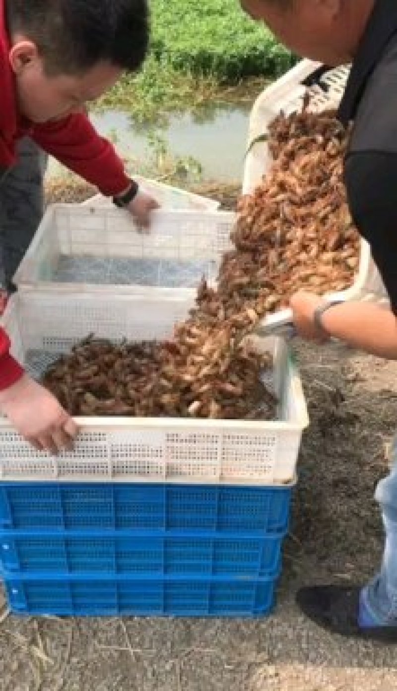 山东微山湖万亩龙虾养殖基地，大量出售虾苗，欢迎实地考察。