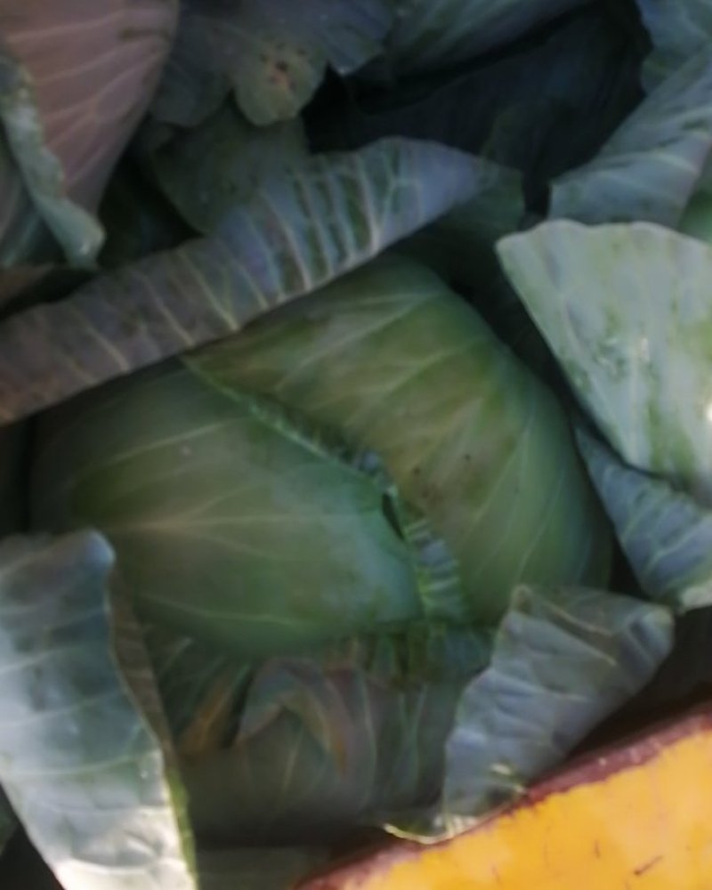莲花白，大包，平包，圆包，津白菜