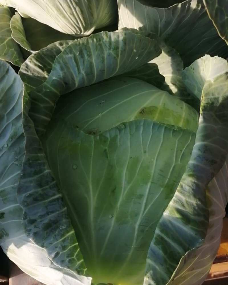 莲花白，大包，平包，圆包，津白菜