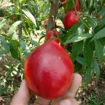 大棚油桃
