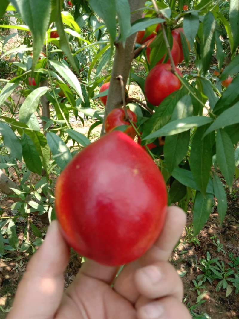 大棚油桃