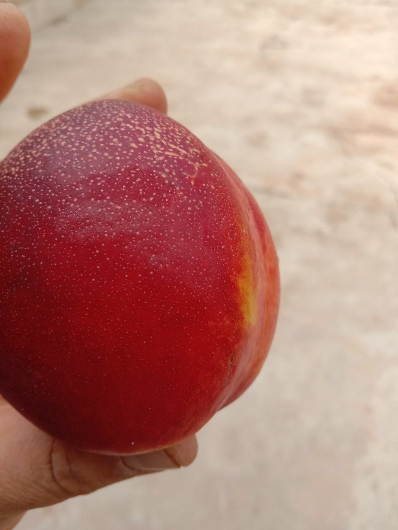 大棚油桃