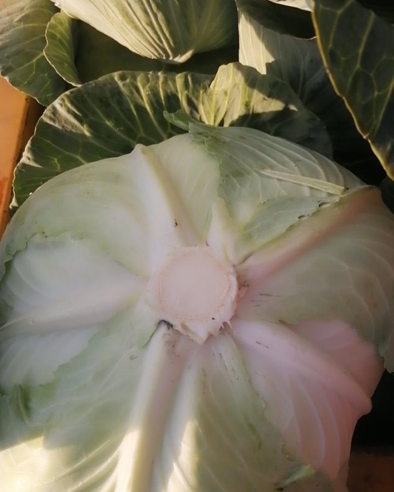 莲花白，大包，平包，圆包，津白菜