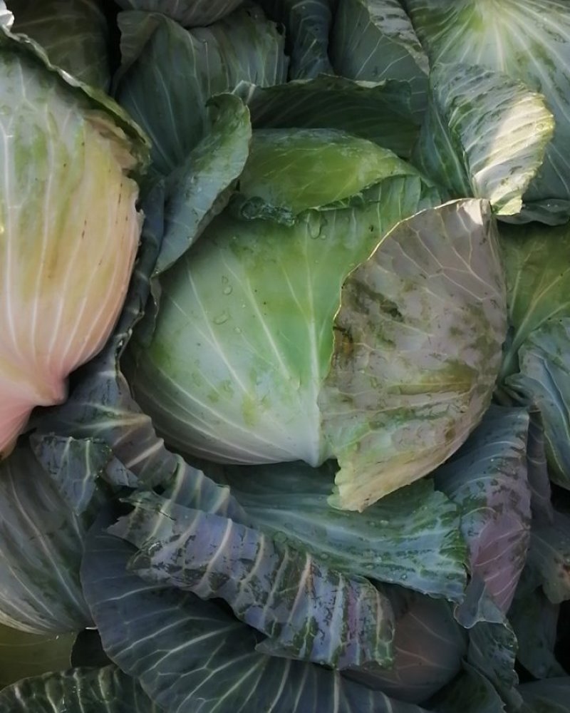 莲花白，大包，平包，圆包，津白菜