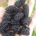 四川精品无硫水洗无沙过筛大颗粒桑葚干货源充足！