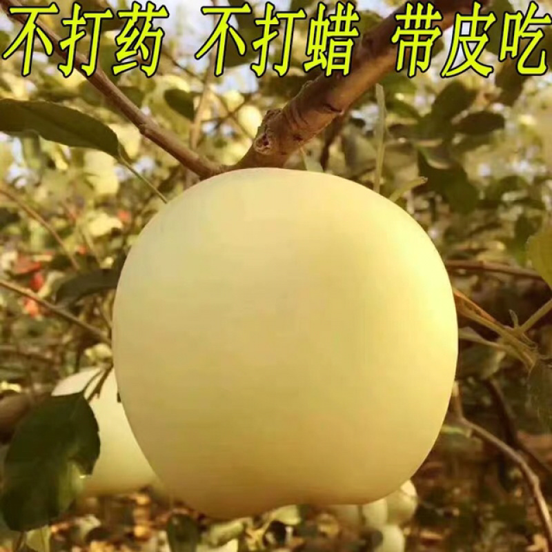 奶油富士