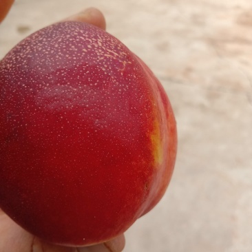 中油油桃