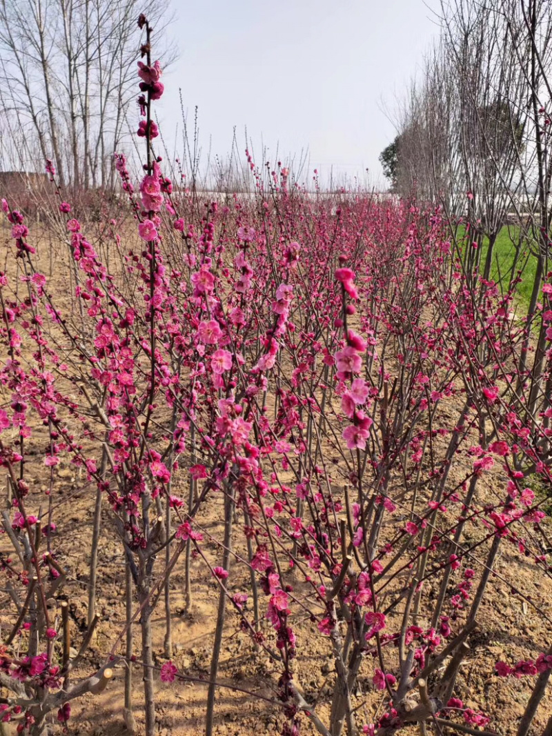 梅花树，小苗，1到10公分。规格齐全，欢迎订购！