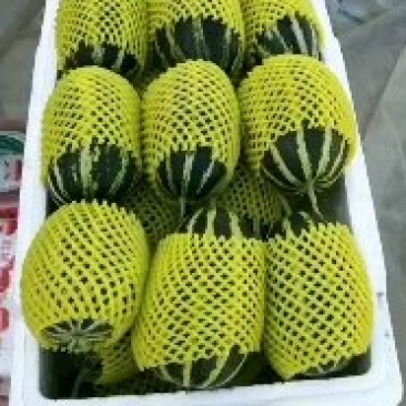 金飞博洋九