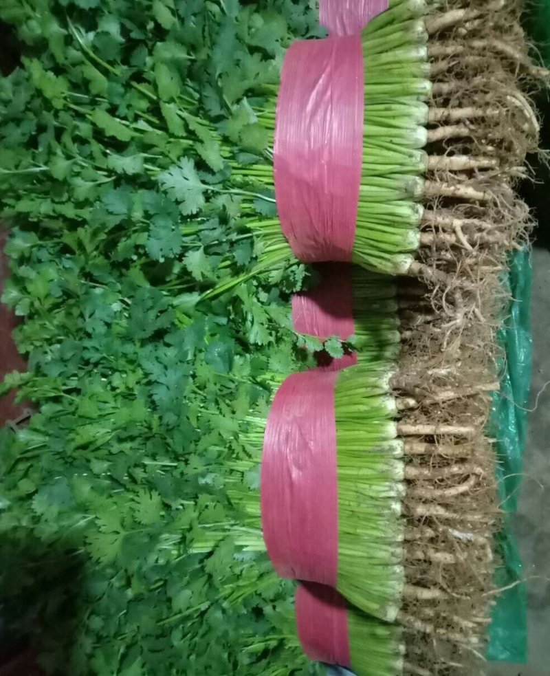 香菜武山向荣菜业精品香菜