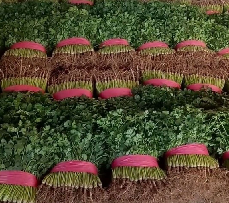 香菜武山向荣菜业精品香菜