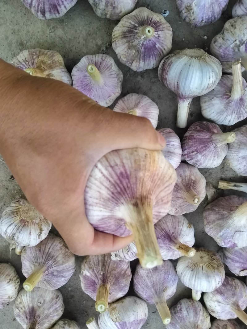 【按需加工】大蒜红皮白皮紫皮大蒜金乡大蒜专业加工高端电商