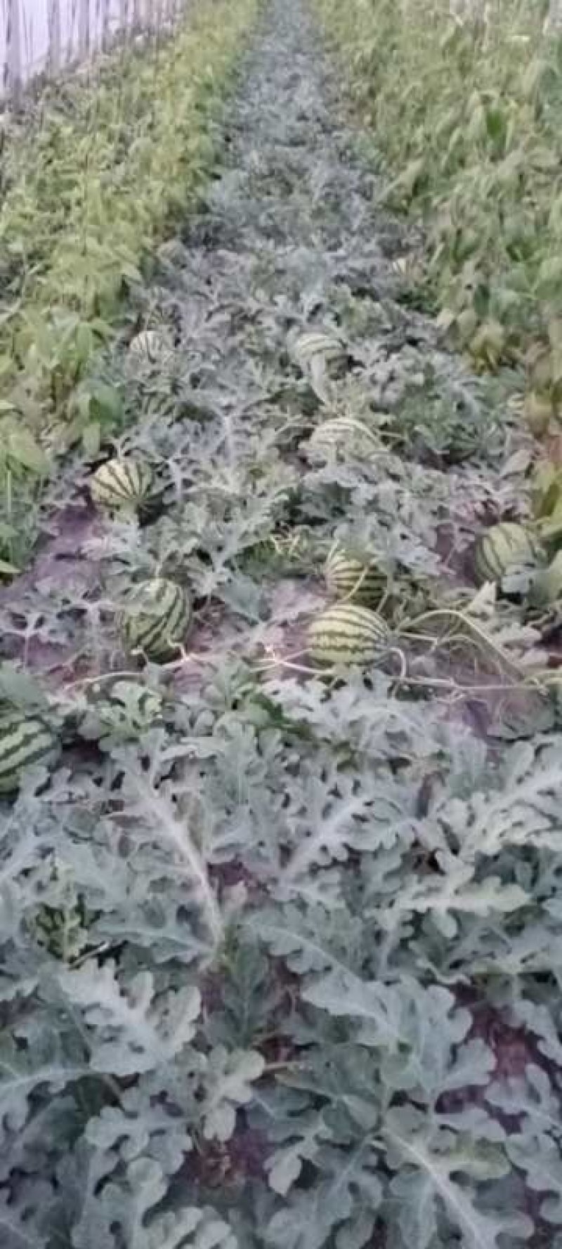 甜王西瓜，大量上市馆陶县众康果品大量供应各种货源
