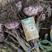 河北优质紫皮大蒜，个头大均匀，五公分起步，保质保量