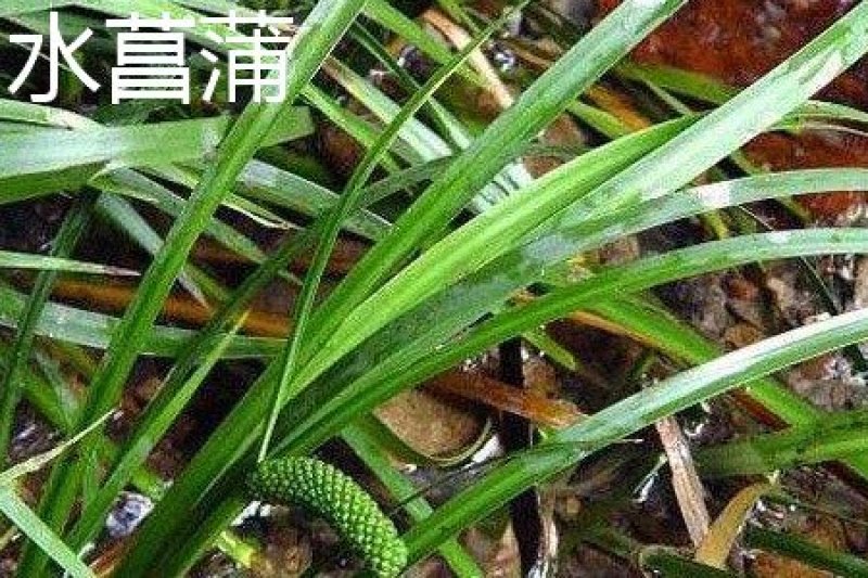 药典品种石菖蒲苗，小叶菖蒲苗、