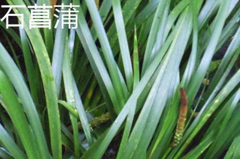 药典品种石菖蒲苗，小叶菖蒲苗、