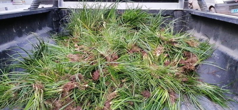 药典品种石菖蒲苗，小叶菖蒲苗、
