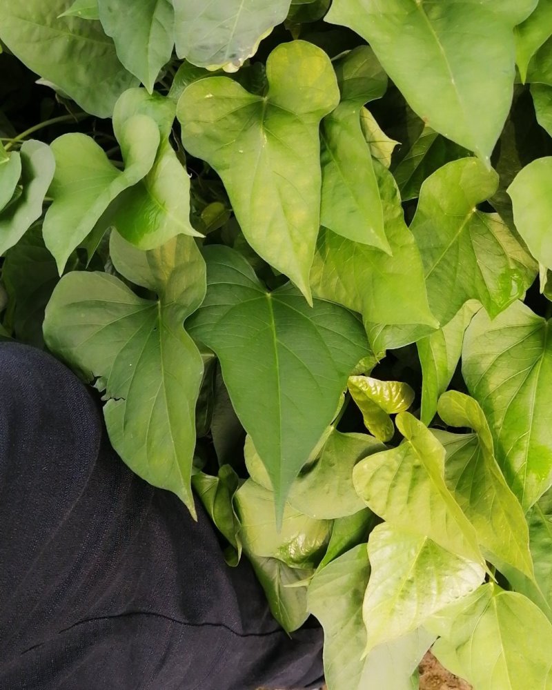 商薯19红薯苗