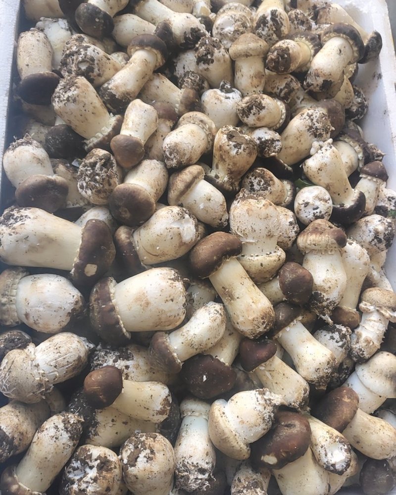 一件代发云南精品食用菌球盖菇赤松茸