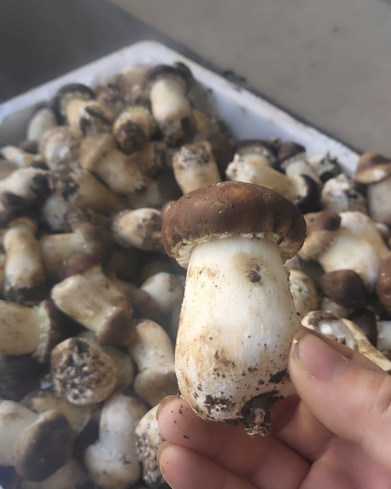 一件代发云南精品食用菌球盖菇赤松茸