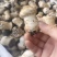 一件代发云南精品食用菌球盖菇赤松茸