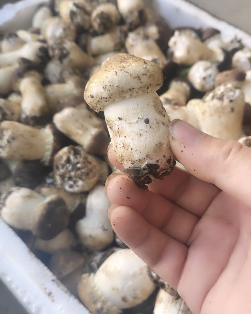 一件代发云南精品食用菌球盖菇赤松茸