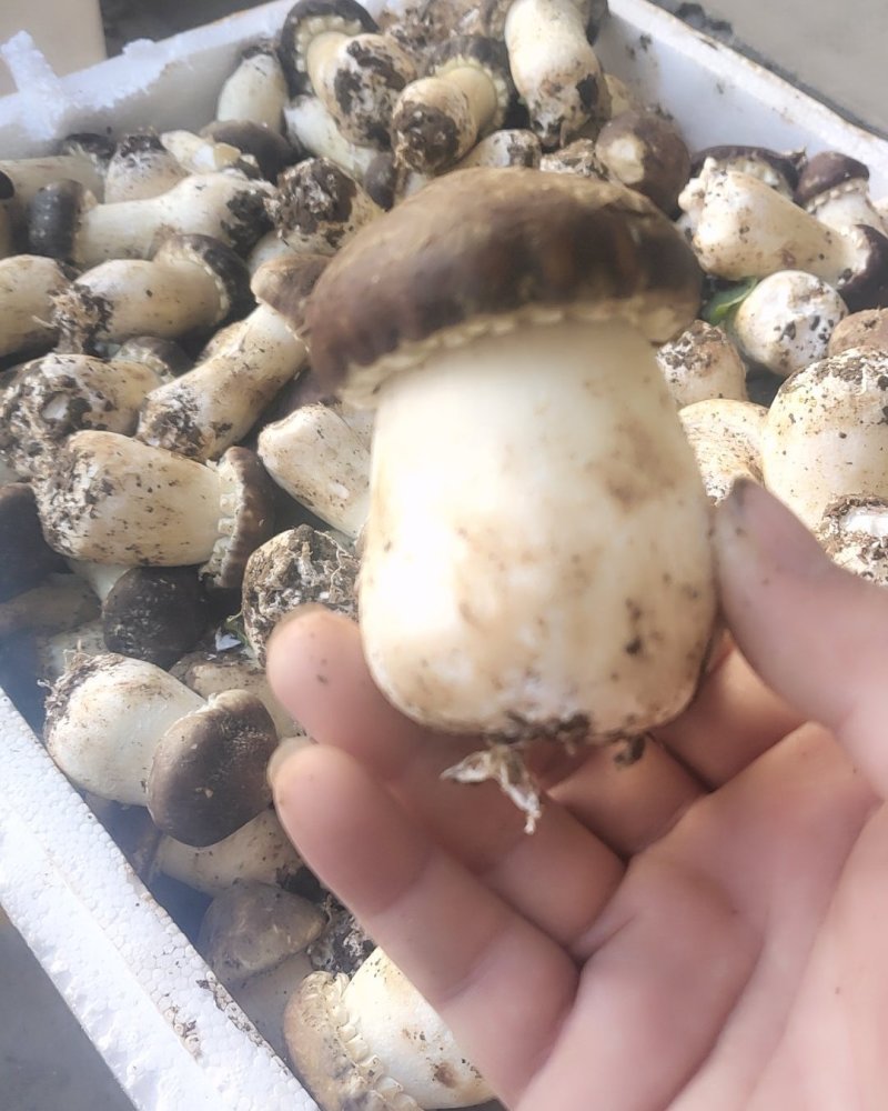 一件代发云南精品食用菌球盖菇赤松茸