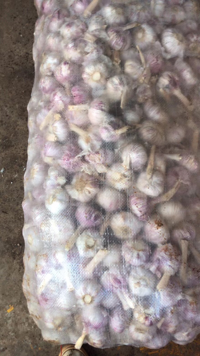 山东太空蒜紫皮白蒜干蒜基地直供商超专用