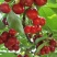 樱桃上市中，大红灯，早大果，红宝石，具体电话联系。