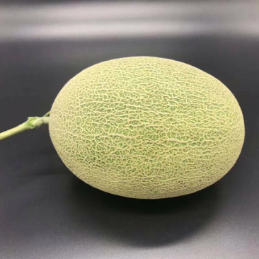 新疆火焰山西洲蜜25号
